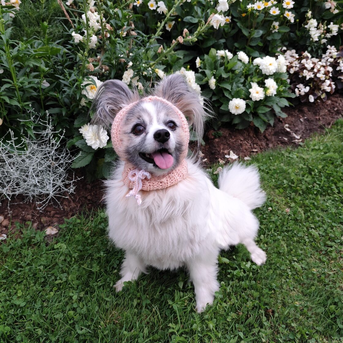 dog hat crochet patterns.jpg